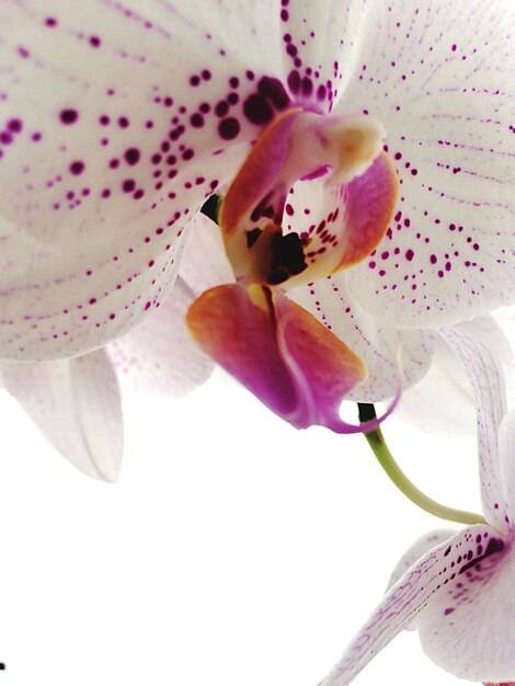 Foto nahaufnahme von rosa orchideen, die im freien blühen