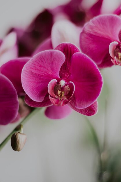 Foto nahaufnahme von rosa orchideen