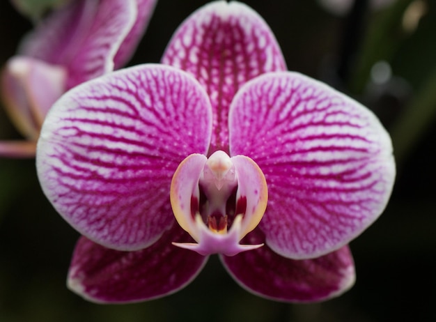 Nahaufnahme von rosa Orchideen