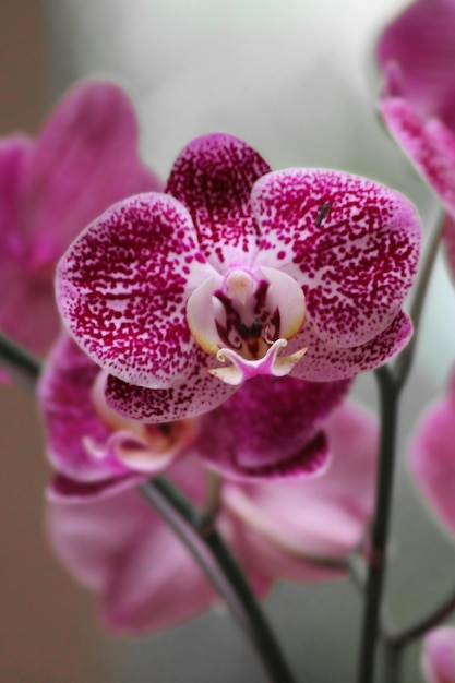 Foto nahaufnahme von rosa orchideen