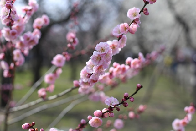 Nahaufnahme von rosa Pflaumenblüten im Kairakuen-Garten