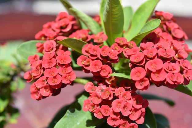 Foto nahaufnahme von rosa rosen auf der pflanze