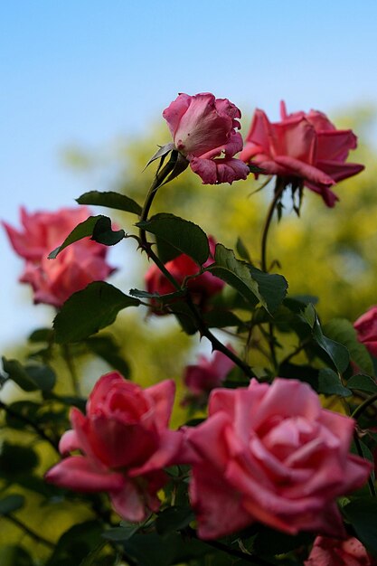 Foto nahaufnahme von rosa rosen, die im freien blühen