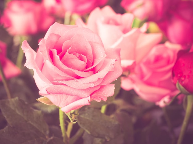 Nahaufnahme von rosa Rosen, die im Freien blühen.