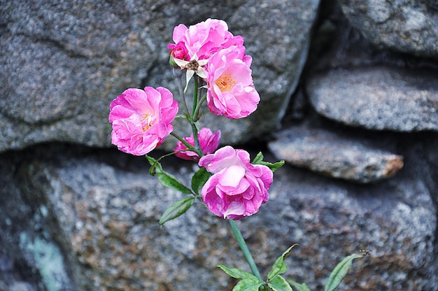 Foto nahaufnahme von rosa rosen gegen felsen