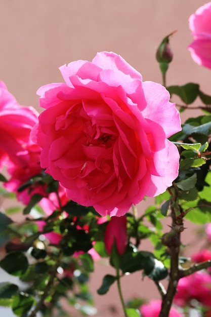 Nahaufnahme von rosa Rosen im Garten im hellen Zarte rosa