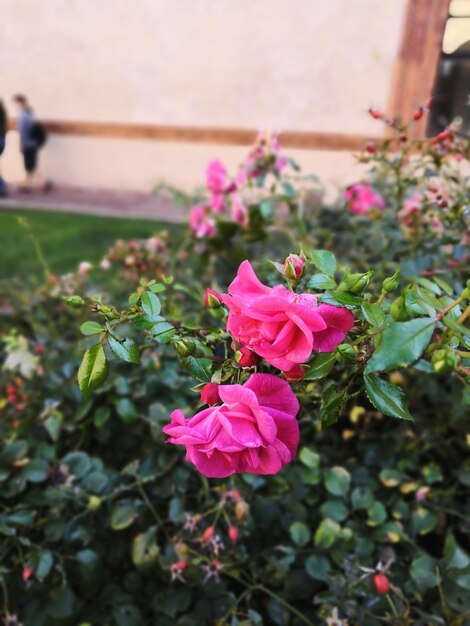 Foto nahaufnahme von rosa rosen