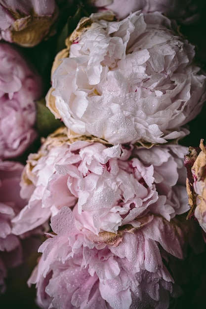 Nahaufnahme von rosa Rosen
