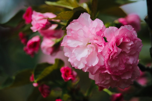 Nahaufnahme von rosa Rosen