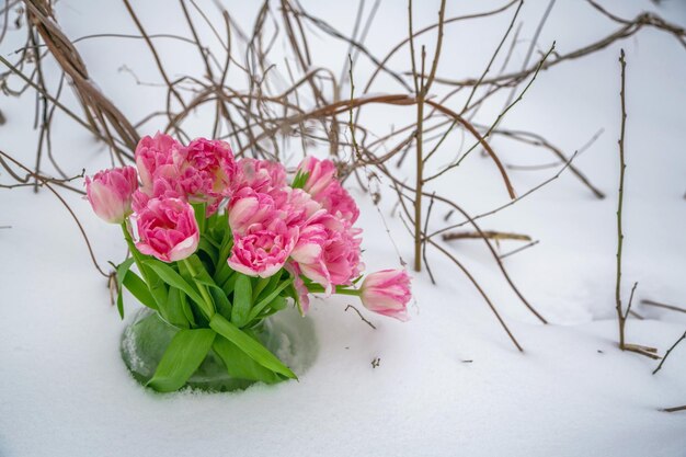 Nahaufnahme von rosa Rosen