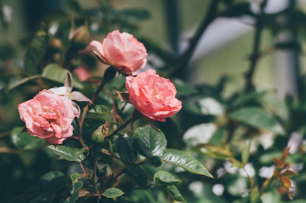 Nahaufnahme von rosa Rosen