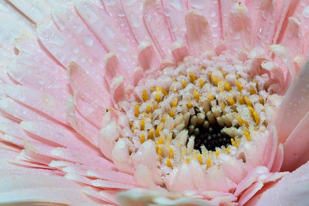 Nahaufnahme von rosa Rosenblüte. Schönheitshintergrund. abstrakter rosa hintergrund