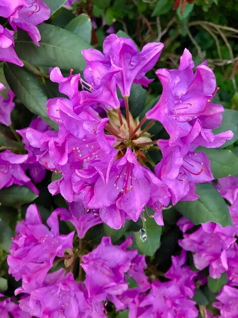 Foto nahaufnahme von rosa rosenblumen im garten