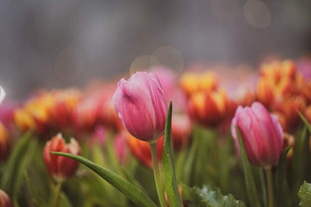 Foto nahaufnahme von rosa tulpen auf dem feld