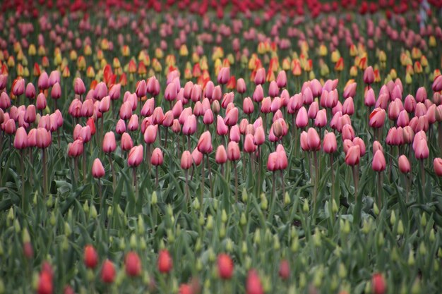 Foto nahaufnahme von rosa tulpen auf dem feld