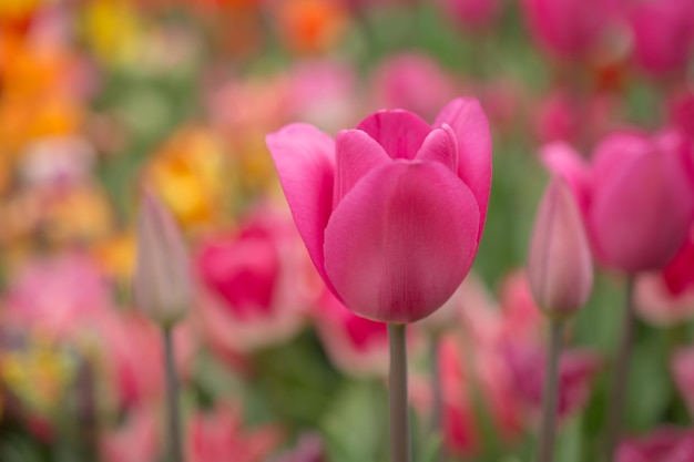 Nahaufnahme von rosa Tulpen auf dem Feld