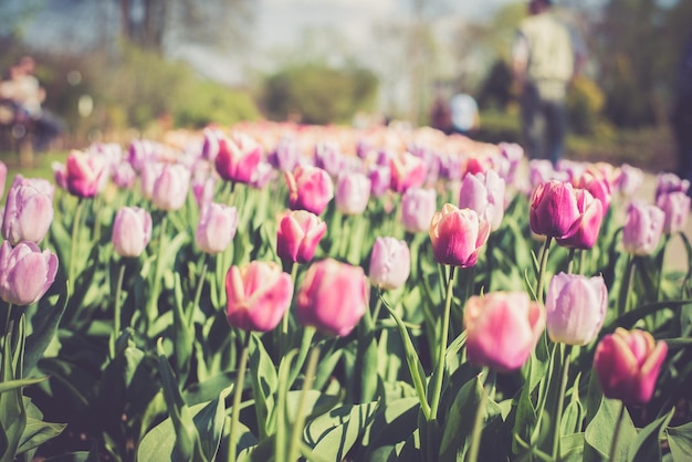 Nahaufnahme von rosa Tulpen, die im Park blühen