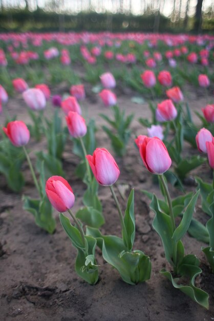 Foto nahaufnahme von rosa tulpen in blüte