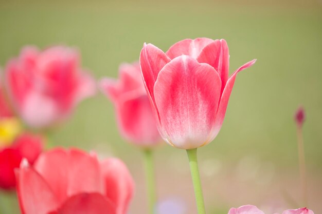 Foto nahaufnahme von rosa tulpen