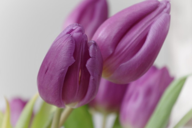 Nahaufnahme von rosa Tulpen