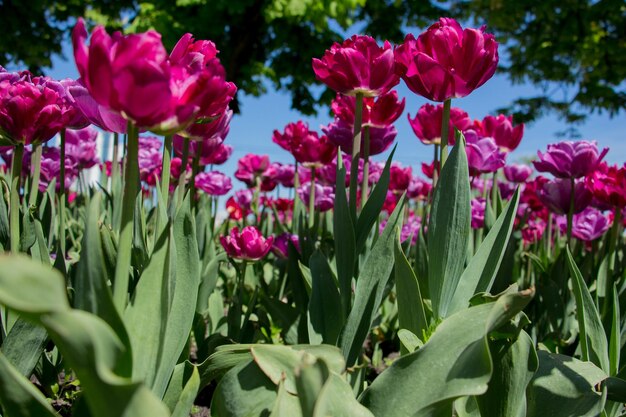 Nahaufnahme von rosa Tulpen