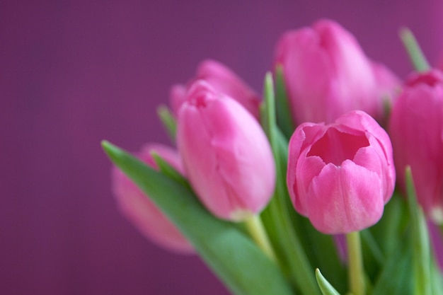Nahaufnahme von rosa Tulpen