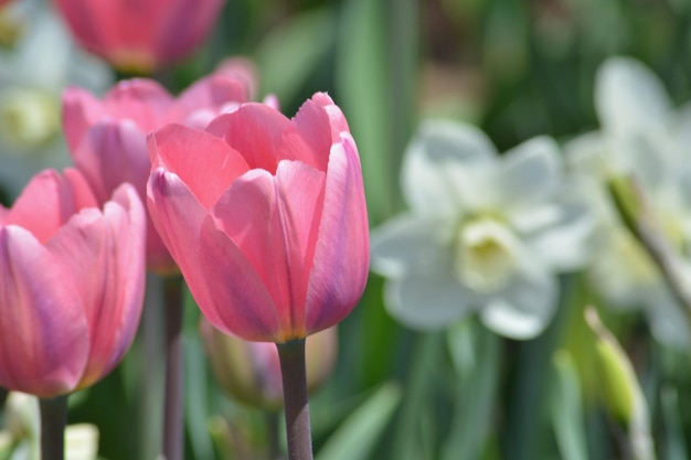 Foto nahaufnahme von rosa tulpen