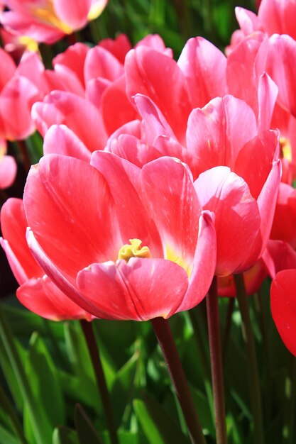 Foto nahaufnahme von rosa tulpen