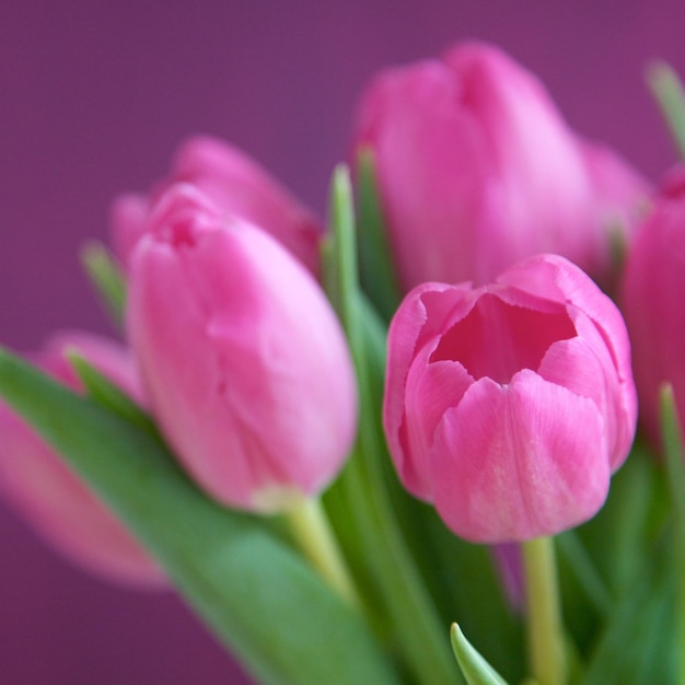 Nahaufnahme von rosa Tulpen