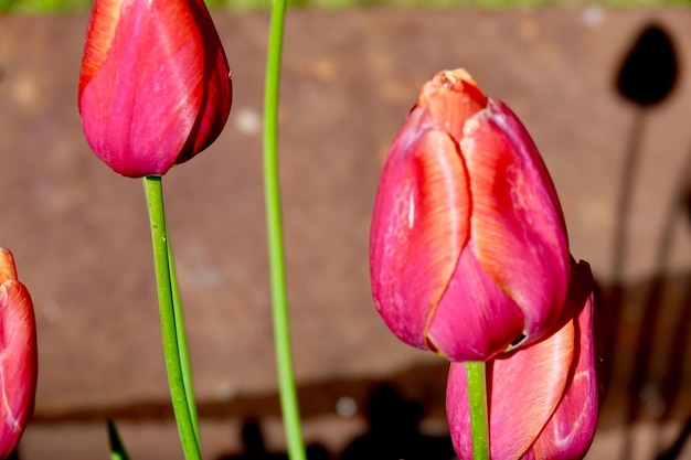 Nahaufnahme von rosa Tulpen.