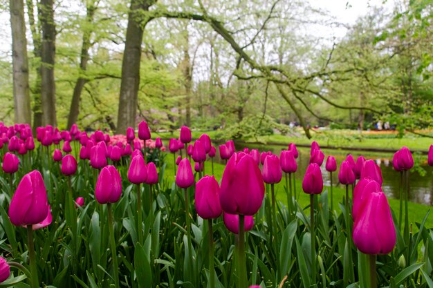 Foto nahaufnahme von rosa tulpenblumen auf dem feld