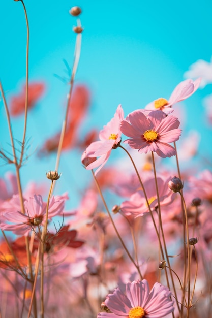 Nahaufnahme von rosafarbenen Kosmosblumen gegen den Himmel