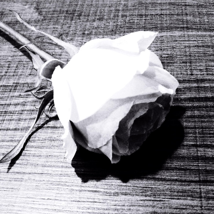 Foto nahaufnahme von rose