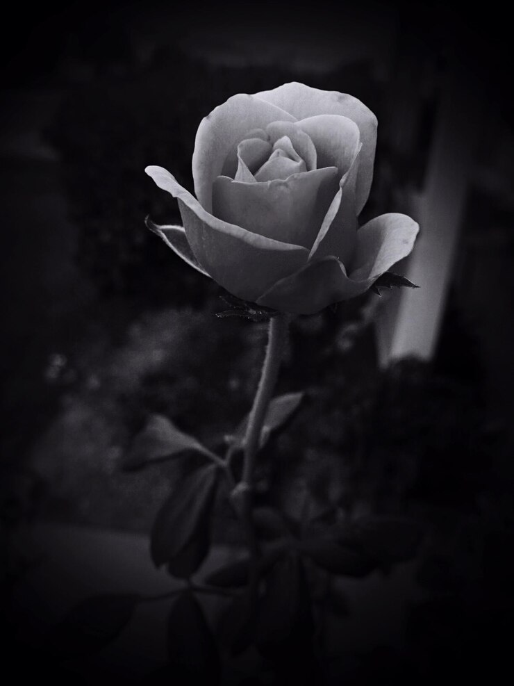 Foto nahaufnahme von rose