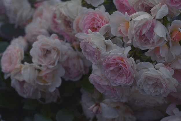 Nahaufnahme von Rosen aus der Vogelperspektive