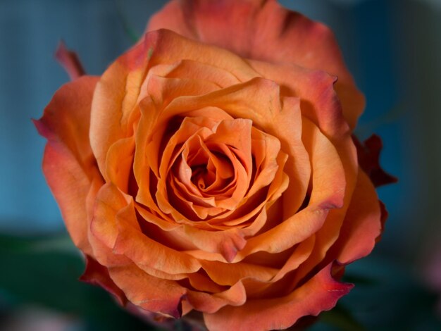 Foto nahaufnahme von rosen, die im freien blühen