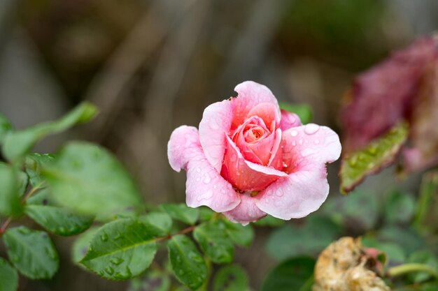 Foto nahaufnahme von rosen, die im freien blühen