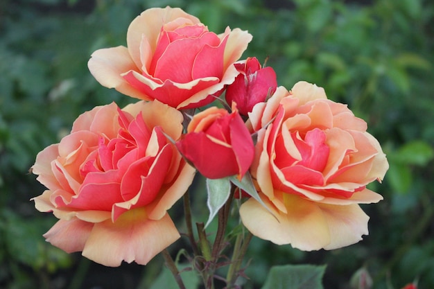 Nahaufnahme von Rosen, die im Freien blühen
