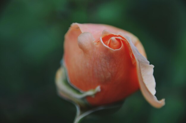 Foto nahaufnahme von rosen, die im freien blühen