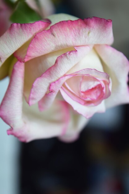 Foto nahaufnahme von rosen, die im freien wachsen