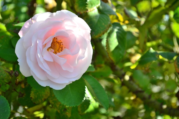 Nahaufnahme von Rosen, die im Freien wachsen