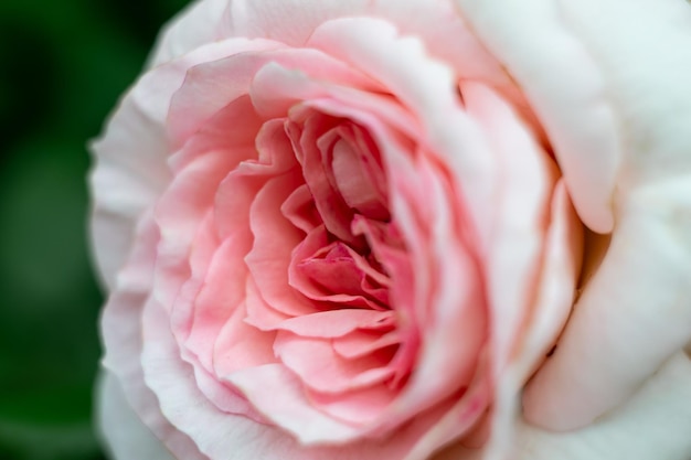 Nahaufnahme von Rosenblättern auf einer Teerose-Blume, Makroaufnahme