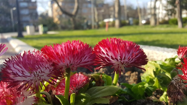 Foto nahaufnahme von rot blühenden pflanzen im park