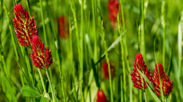 Foto nahaufnahme von rotblühenden pflanzen auf dem feld