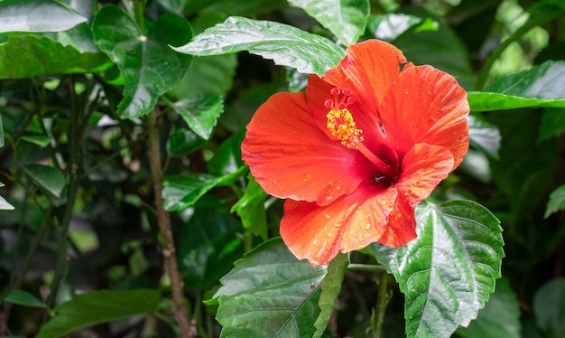 Nahaufnahme von rotem Hibiskus rosa Sinensis oder Joba-Blume im Garten am Baum