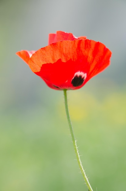 Foto nahaufnahme von rotem mohn, der im freien blüht