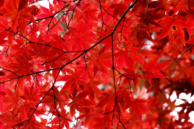 Nahaufnahme von roten Ahornblättern auf einem Baum