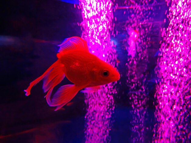 Foto nahaufnahme von roten aquarienfischen goldfisch in einem aquarium auf rosafarbenem hintergrund mit blasen