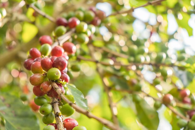 Nahaufnahme von roten Arabica-Kaffeebeeren in Kaffeefarmen und Plantagen in Nordthailand