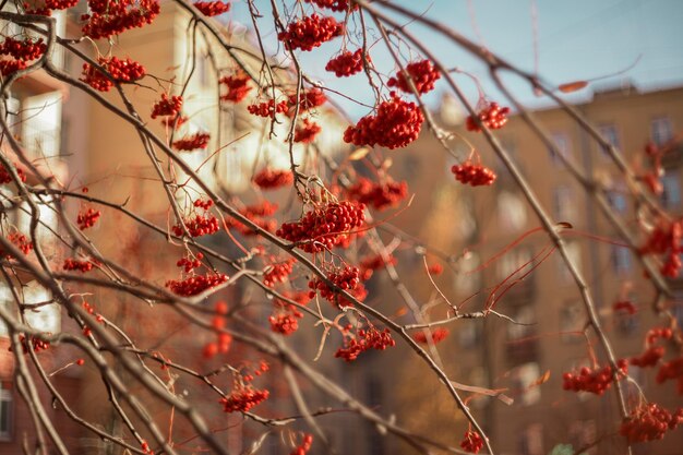 Foto nahaufnahme von roten beeren auf einem baum